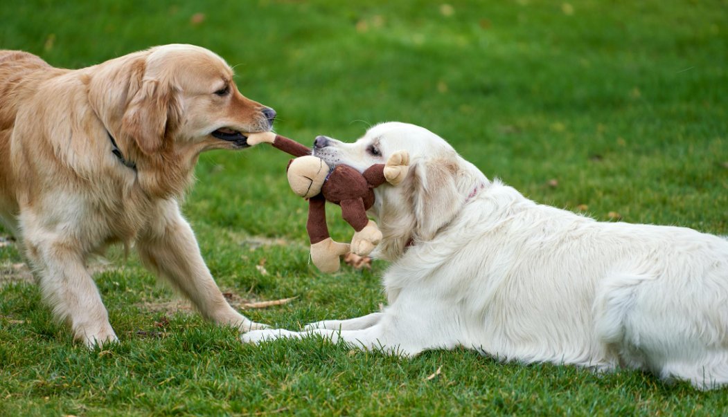 Teach your dog the 'leave it' command! This handy trick helps prevent unwanted behaviors and keeps your furry friend safe from harm.

#DogTraining #LeaveItCommand #TricksForDogs #PositiveReinforcement #SafetyTips #WellBehavedDog #TrainingTips #PetTraining #DogTricks