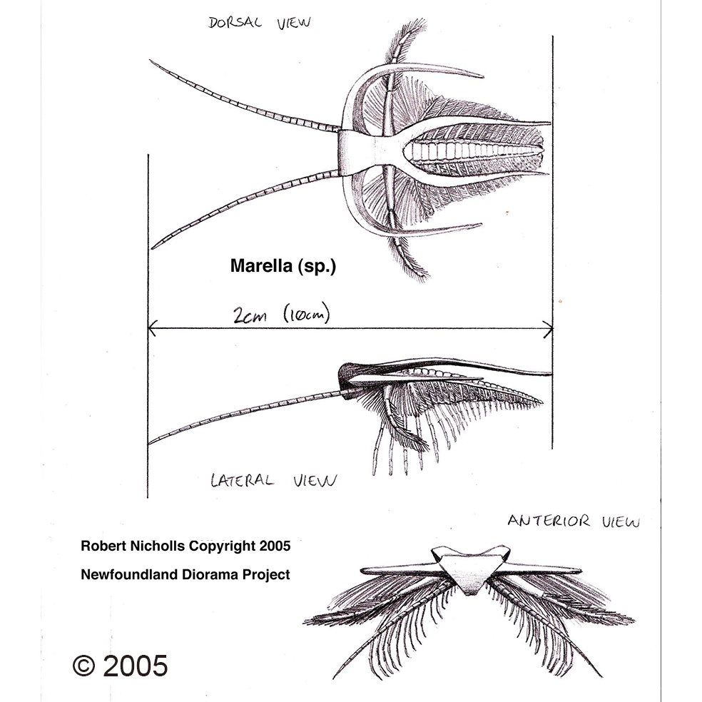 My 25 years of palaeoart chronology...

Part 3 of my Newfoundland Cambrian diorama build, from 2005. There were lots of strange and beautiful species to understand.

#SciArt #SciComm #Cambrian #PalaeoArt #PaleoArt