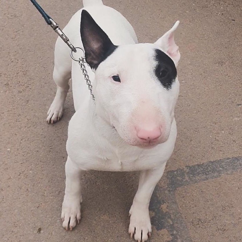 Stunning Tiny Tim at Devon Dog Behaviour and Rehome. I just can’t stop looking at him apparently he loves cuddles 🥰 #rescuedog #dogoftheday #englishbullterrier #adoptdontshop