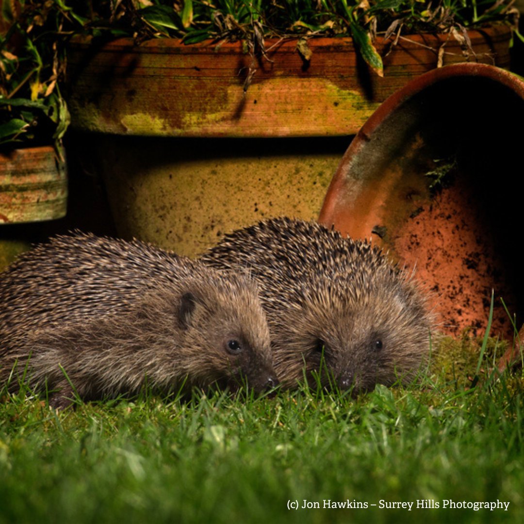 This week is Hedgehog Awareness Week 🦔

Follow the link below to find out how you can help hedgehogs this #HedgehogAwarenessWeek 👇
avonwildlifetrust.org.uk/help-hedgehog

Log any sightings on the Big Hedgehog Map 👇 
bighedgehogmap.org
🦔

#Hedgehogs #Wildlife