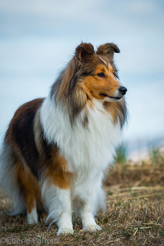 Shetland Sheepdog.💗