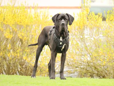 Please retweet to help Lenny find a home #LEEDS #UK  REGISTERED BRITISH CHARITY - DOGS TRUST  Lenny is an adorable 3 year old Great Dane. He is looking for a home where his new adopters will be around all the time initially to help him adjust to his new environment and then with…