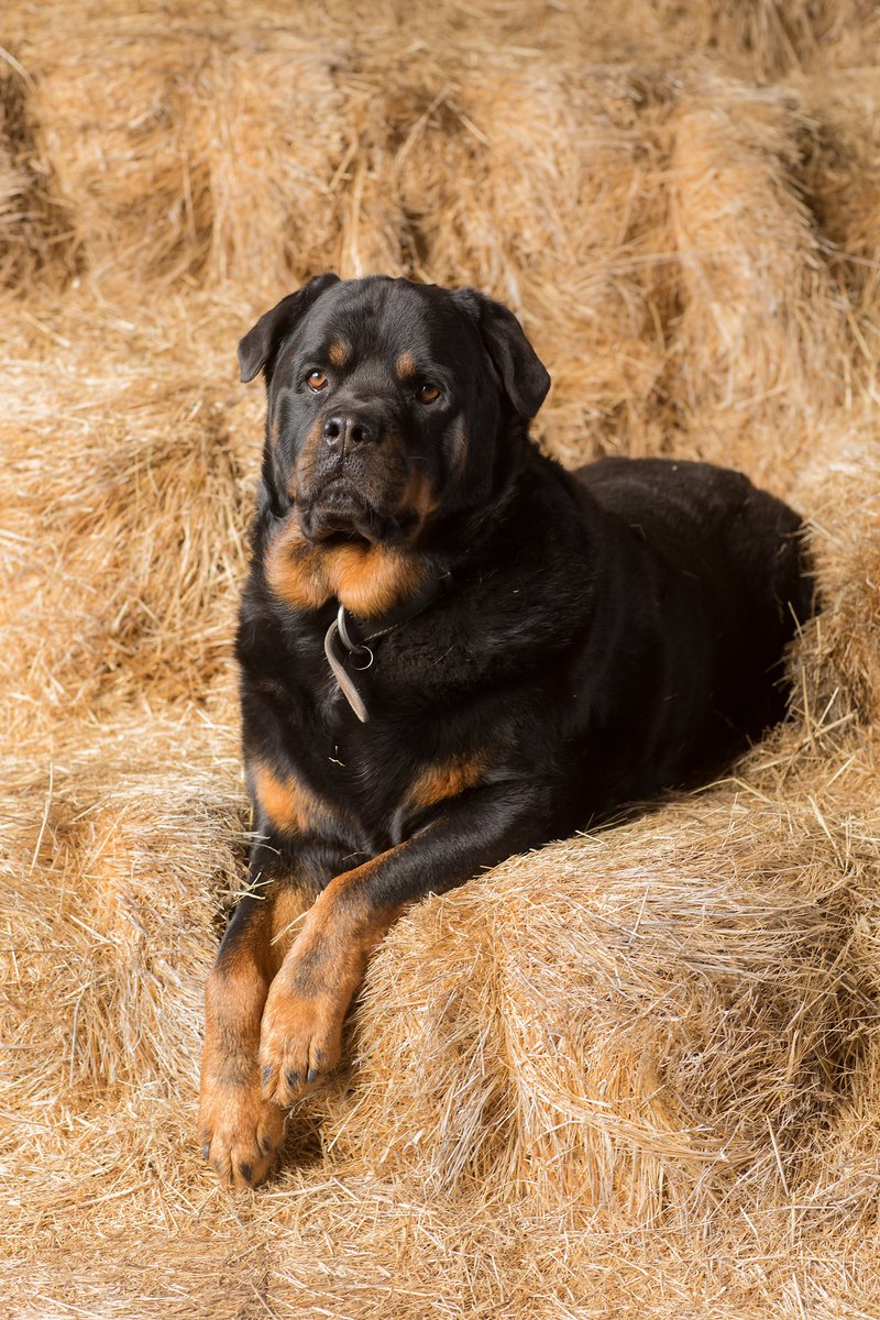 Meat Rottweiler looking for a new home for breeding, or a freezer. He's big and strong!! He's a very good breeder. Out of 6 litters, he has only thrown one male meat puppy. The rest were all female. His offspring are nice and stocky, great marbling. Pm for pricing. He has to
