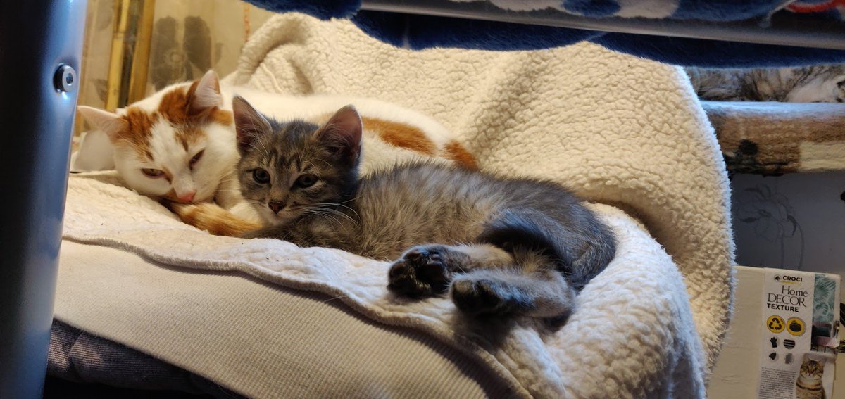@FartyCheddarCat Cheddar, you're a good brudder for Figgy! Look! We adopted a little boi Marcus Our neighbor found him on the street 4 weeks ago Poor Marcus had ringworm, our Mom brought him to vet, he spent 4 weeks to treat this ringworm Now Marcus lives with us! I accepted him, my brofur…