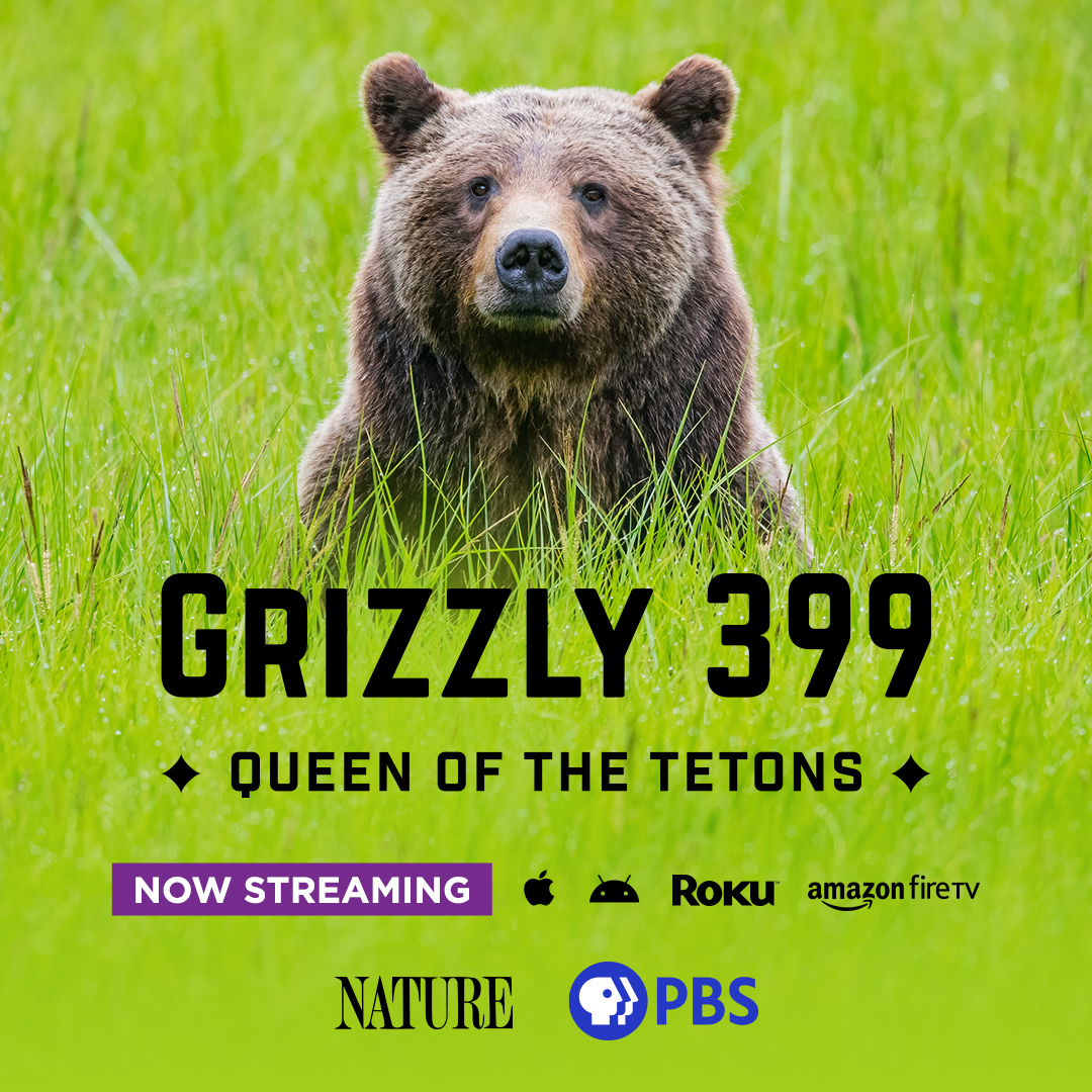 What was your favorite moment of last night's episode? Stream 'Grizzly 399: Queen of the Tetons' here: ow.ly/WVUQ50RAOZX #NaturePBS