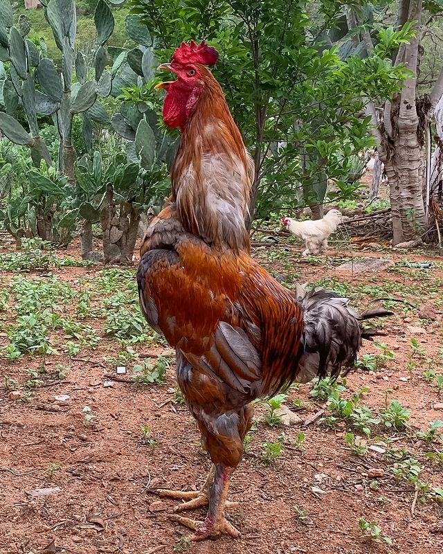 How do you find poultry farming?