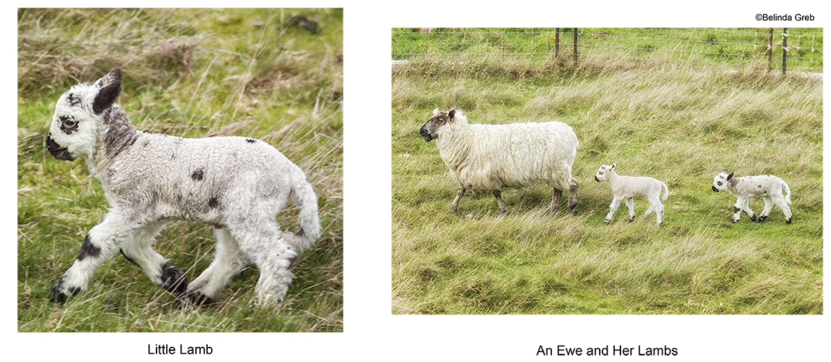 An Ewe and Her Lambs and Little Lamb, by Belinda Greb belinda-greb.pixels.com/featured/an-ew… belinda-greb.pixels.com/featured/littl…