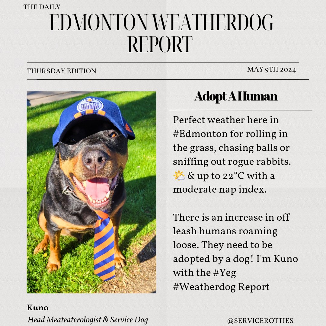 Perfect weather here in #Edmonton for rolling in the grass, chasing balls or sniffing out rogue rabbits. 🌤 & up to 22°C with a moderate nap index. There is an increase in off leash humans roaming loose. They need to be adopted by a dog! I'm Kuno with the #Yeg #Weatherdog Report