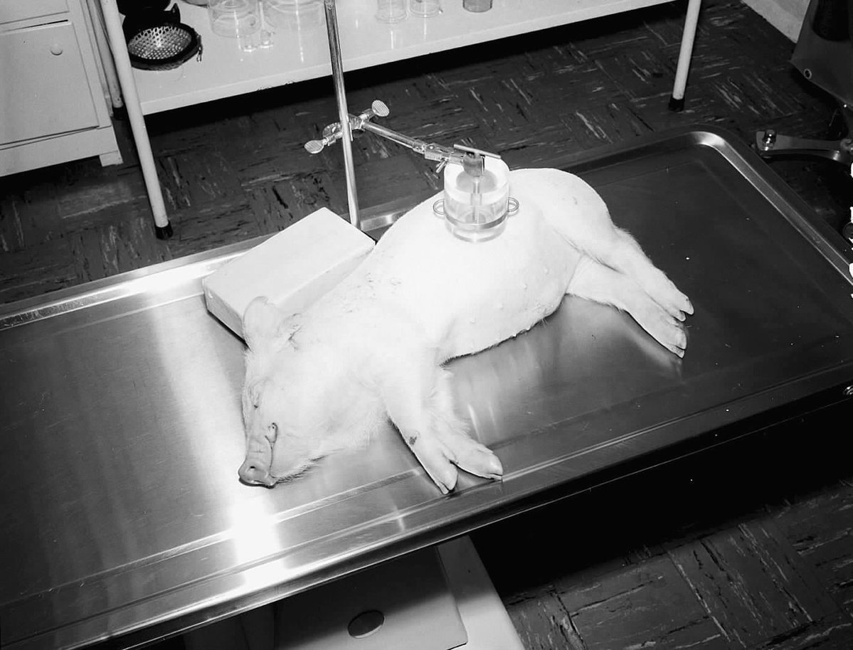 Today’s #TBT takes us to the Hanford Animal laboratory. Scientists would test for internal and external contamination. The apparatus we see is measuring radiation. These pigs that were used for tests, were colloquially known as Hanford pigs.