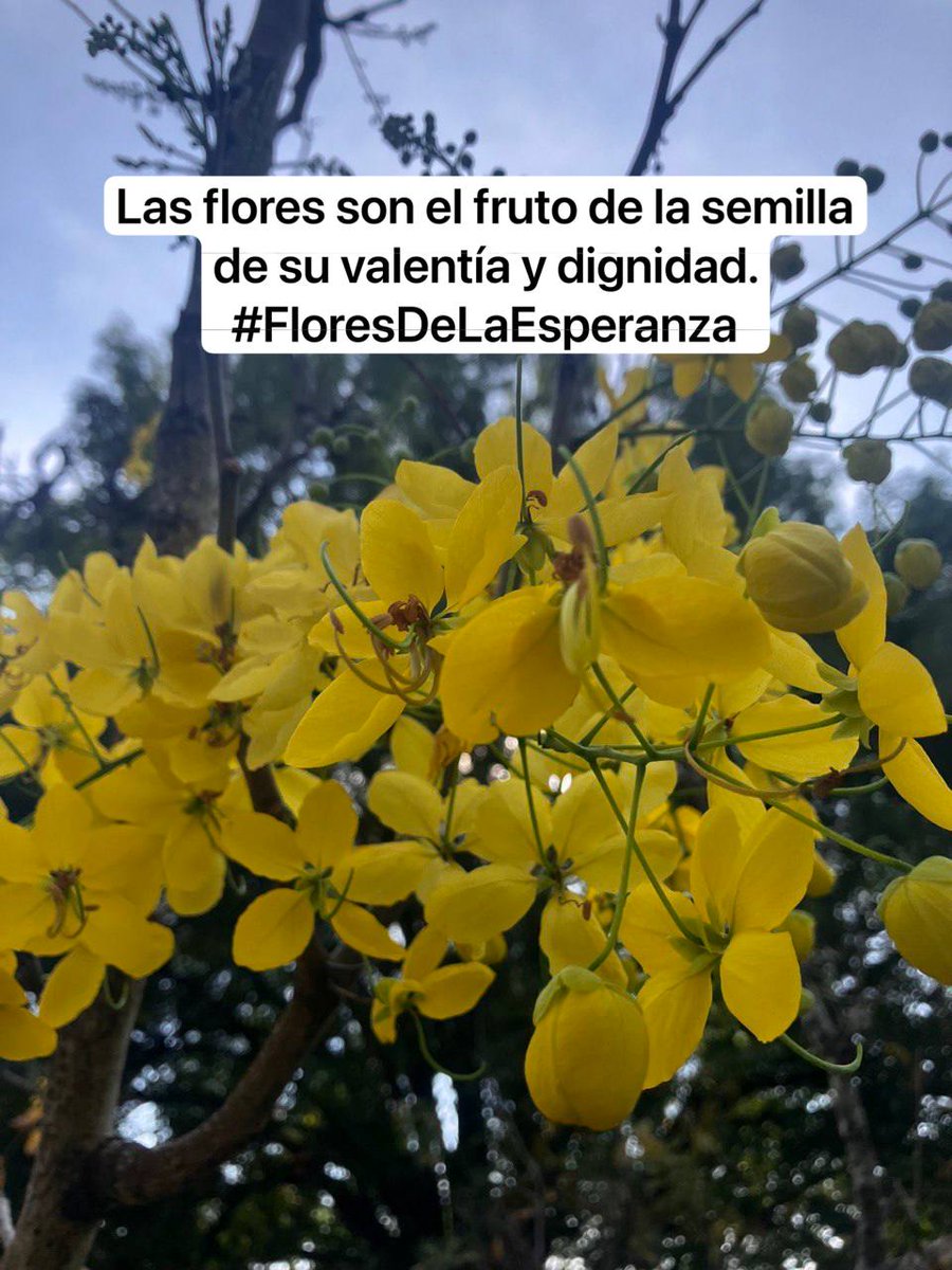 ¡Con tu voz, la esperanza florece! 🌸 Te compartimos las #FloresDeEsperanza que sembramos desde Data Cívica para acompañar la lucha de las familias que buscan a sus seres queridos. @movNDmx