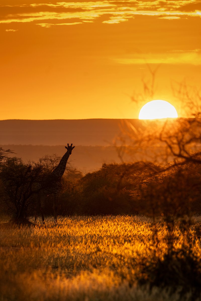| Neck out at Sunrise... | Giraffe silhoutte in Kenya |
#Giraffe #Silhoutte #Kenya #Lentorre #Wilderness #ketanvikamsey #KVKliks #EarthCapture #BBCEarth #NatgeoIndia #nationalgeographic #BBCWildlifePOTD #YourShotPhotographer #NatgeoYourShot #Christina_Shorter #Kristen_McNicholas