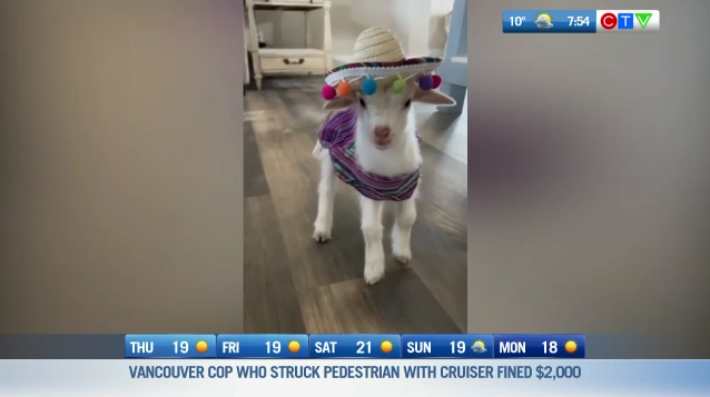 More like Cin-GOAT de Mayo! 😉🎊 This is your Morning Smile! bc.ctvnews.ca/video/c2918994…