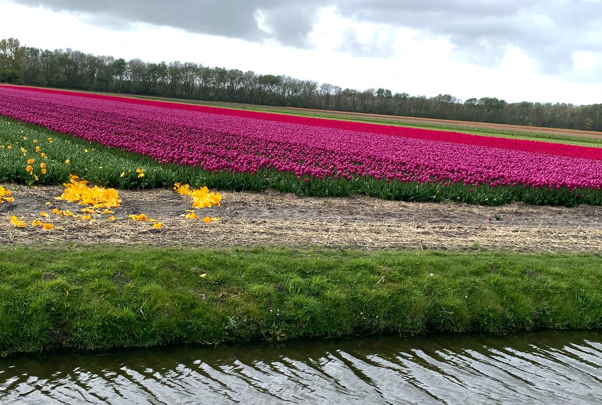 It was lovely to be in the Netherlands for tulip season this year. There and in Berlin and then London, we faced dark history filled with lessons for us now, especially about appeasement, and much beauty and human resilience.