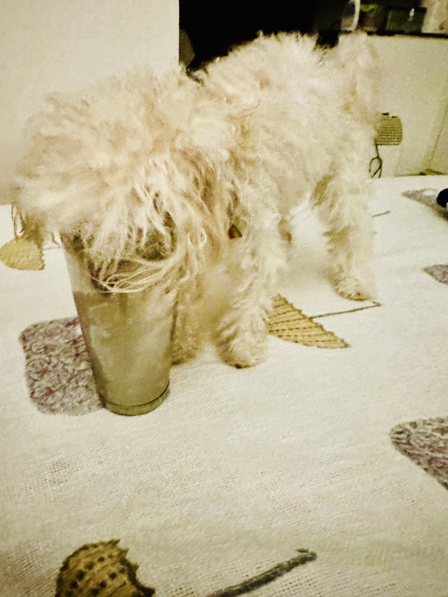 Lassi Glass Swallowed Dog