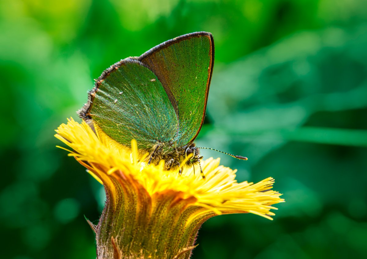 karits.eu/index.php/2024…
#GreenHairstreak #CallophrysRubi #ButterflyPhotography #NaturePhotography #WildlifePhotography #NatureLovers #Wildlife #WildlifeAddicts #ButterfliesOfInstagram #WildlifeWatching #Nature #Entomology #ButterflySofig #InstaButterflies #NatureShots #Insect