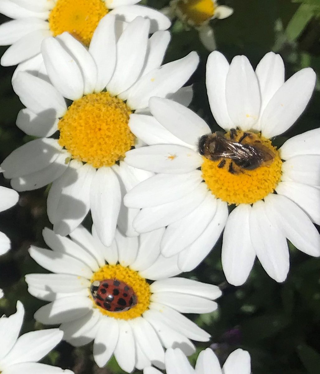 Always worth a closer look to see who else is enjoying our tree-wells! @MeadowInGarden