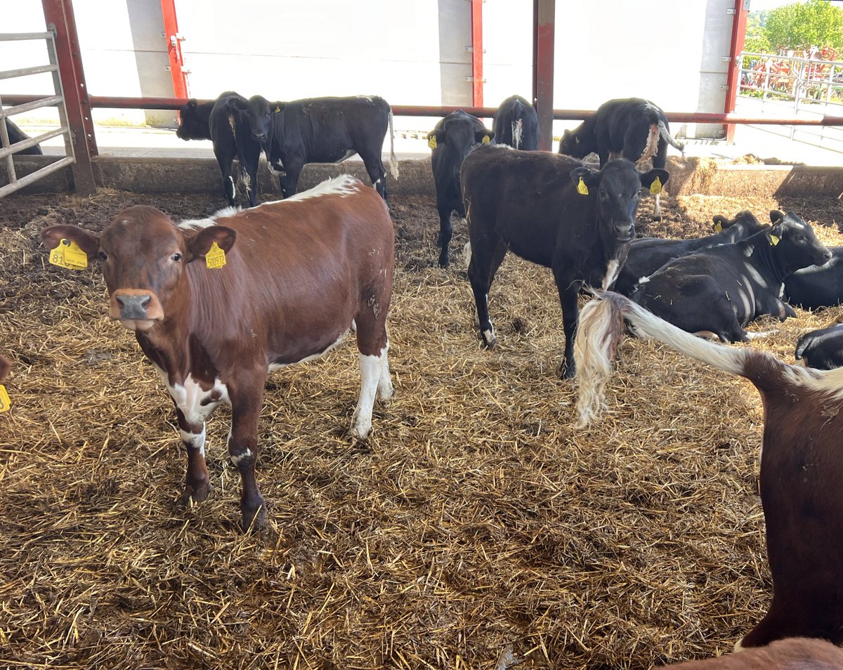 Excellent farm meeting today hosted by @EdJohnRiley ,@BuitelaarGroup and @AHDB_BeefLamb with @MJonesTrefnant -dairy bred beef B&B scheme with excellent att to detail from calf rearing through grazing and finishing. Superb looking calves and growers👌🥩 Great turnout of farmers.