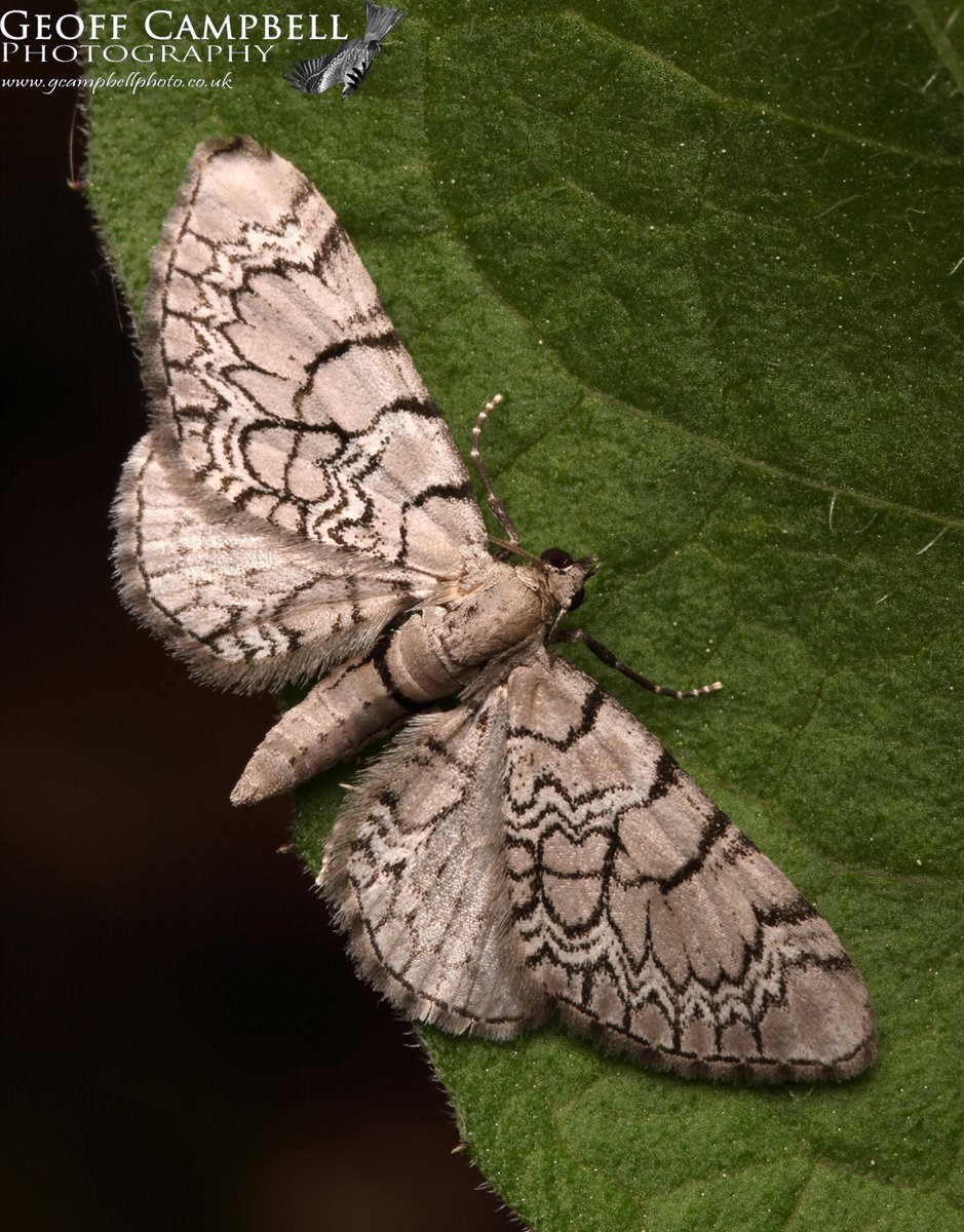 Netted Pug (Eupithecia venosata) - N.Antrim - May 2024. 3 of this scarce moth on the local cliffs on Tuesday night. Less than 120 Irish records for this species, most of which are from coastal areas. #moths #mothsmatter #teammoth @UlsterWildlife @savebutterflies @BCNI_