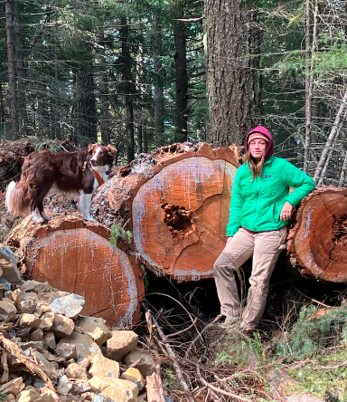 In western Oregon, BLM staff repeatedly tell media and public that they no longer log old-growth trees and are only doing 'restoration' treatments to reduce fire hazard. These new photos taken after logging on the Mill Rat timber sale in the Medford District. 🤥🤥🤥