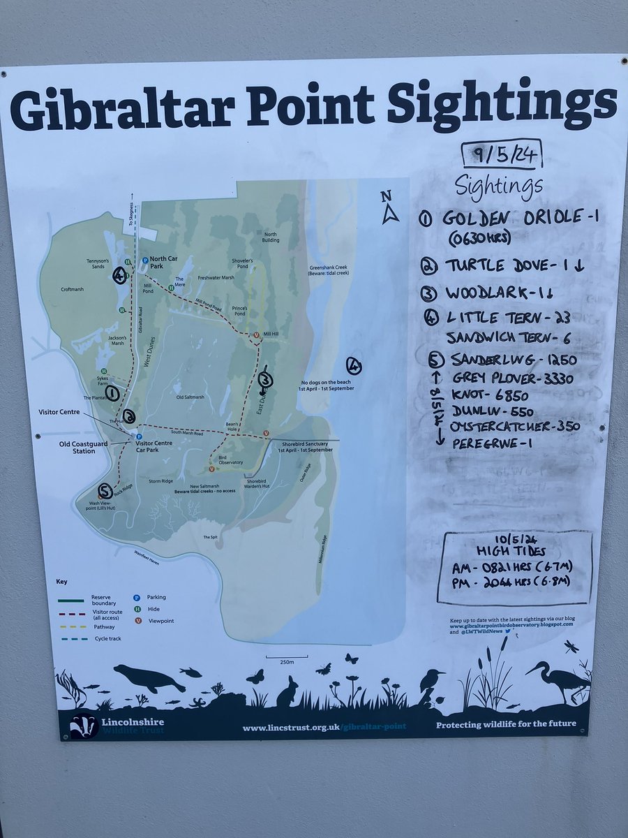 Gibraltar Point sightings today (9th May). Highlights being a Golden Oriole singing in the plantation early morning and a Turtle Dove over the West Dunes. Plus some good wader counts last night. @Lincsbirding