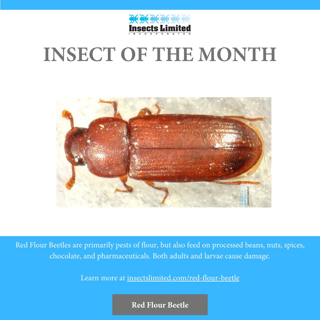 Meet our insect of the month: the Red Flour Beetle!
Want to learn more about this fascinating insect? Make sure you're subscribed to our email list to get all the details delivered straight to your inbox!
go.insectslimited.com/JoinOurInforme…
#InsectSpotlight #RedFlourBeetle