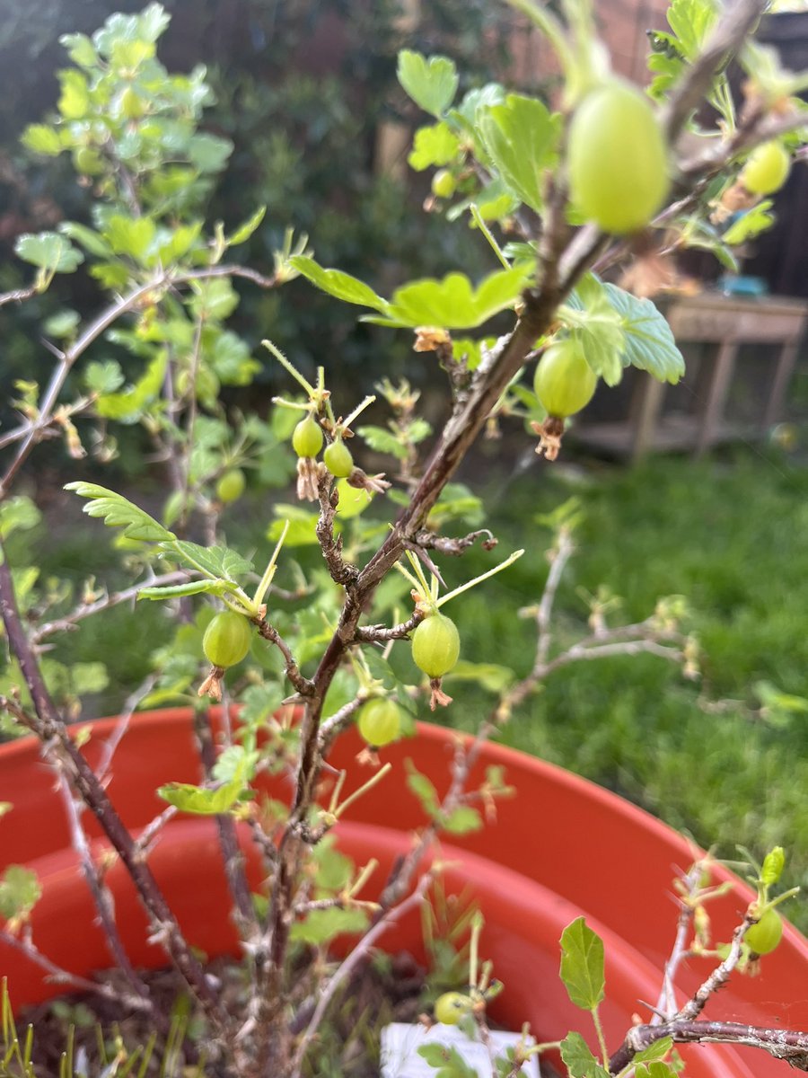 Gardeners…. 

What can I do about caterpillars?

Just got very excited that my gooseberry rescue from last year is fruiting… until I discovered an army of bloody caterpillars. 

I’m not ready 😭😭

#GardeningTwitter #growingfood