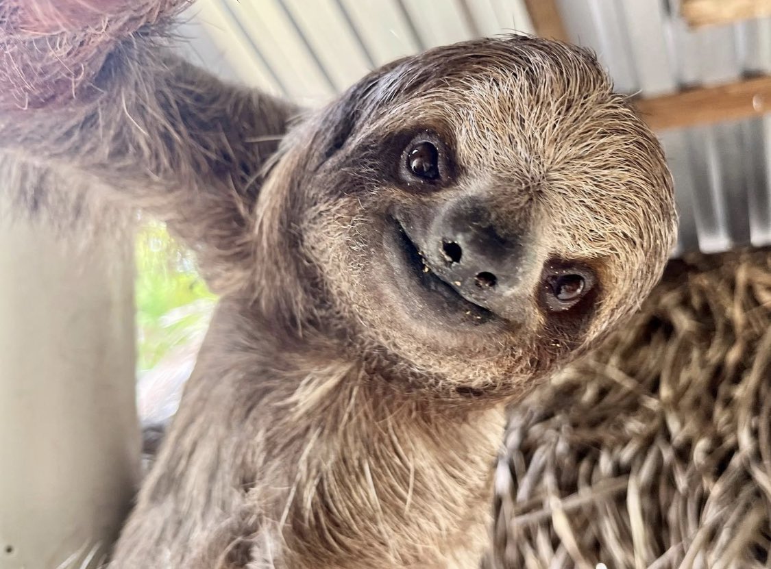 My sister-in-law took this yesterday in Roatan, Honduras and I thought it would help cleanse your feed. #smilingsloth