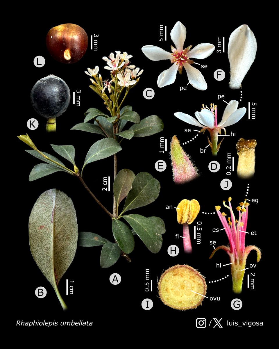 Rhaphiolepis umbellata (Rosaceae)
#botany #flowers #taxonomy #plants