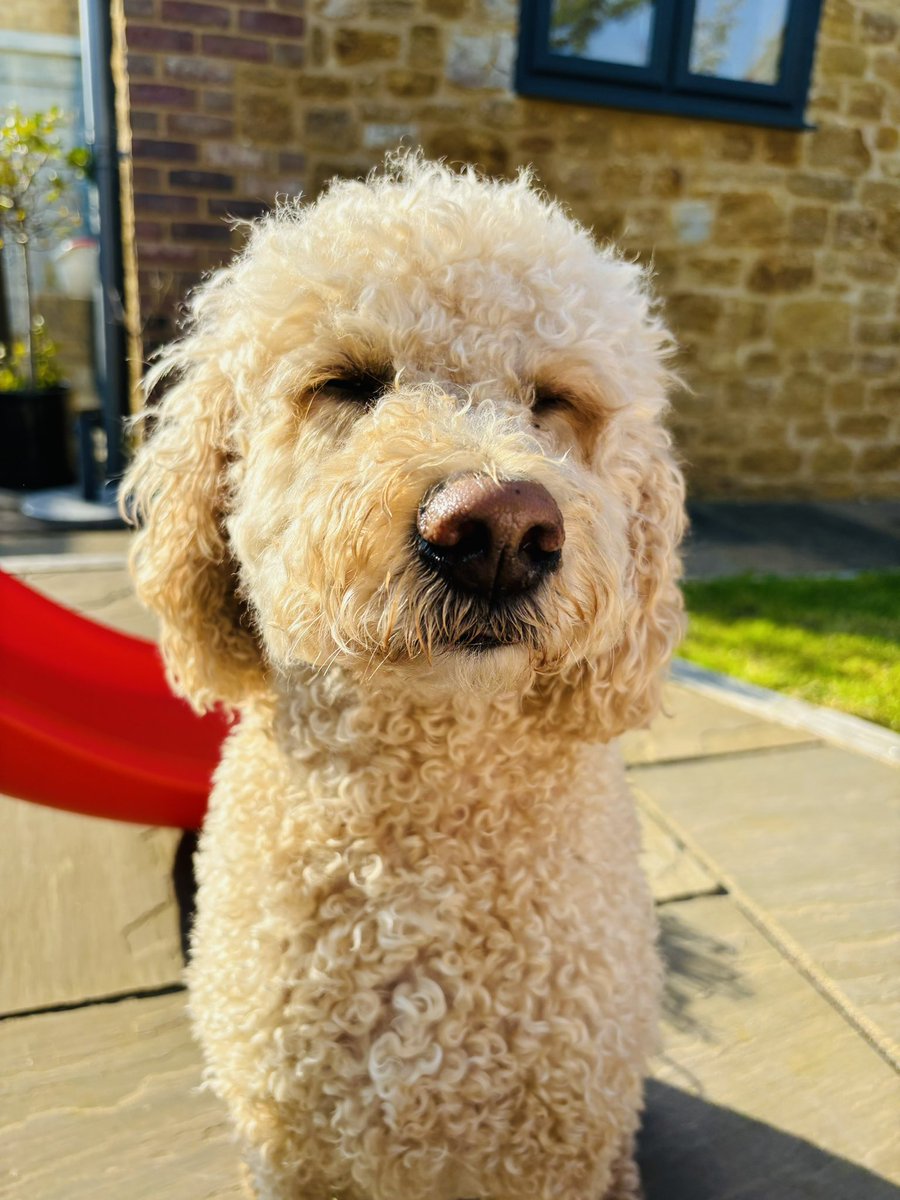 Catching some #sunshine ☀️ #goldendoodle