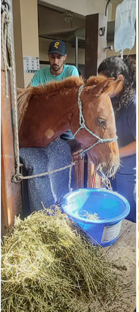 LuTTozzi's tweet image. O Caramelo  virou fêmea e agora se chama Valente!
Macho ou fêmea, vida salva!