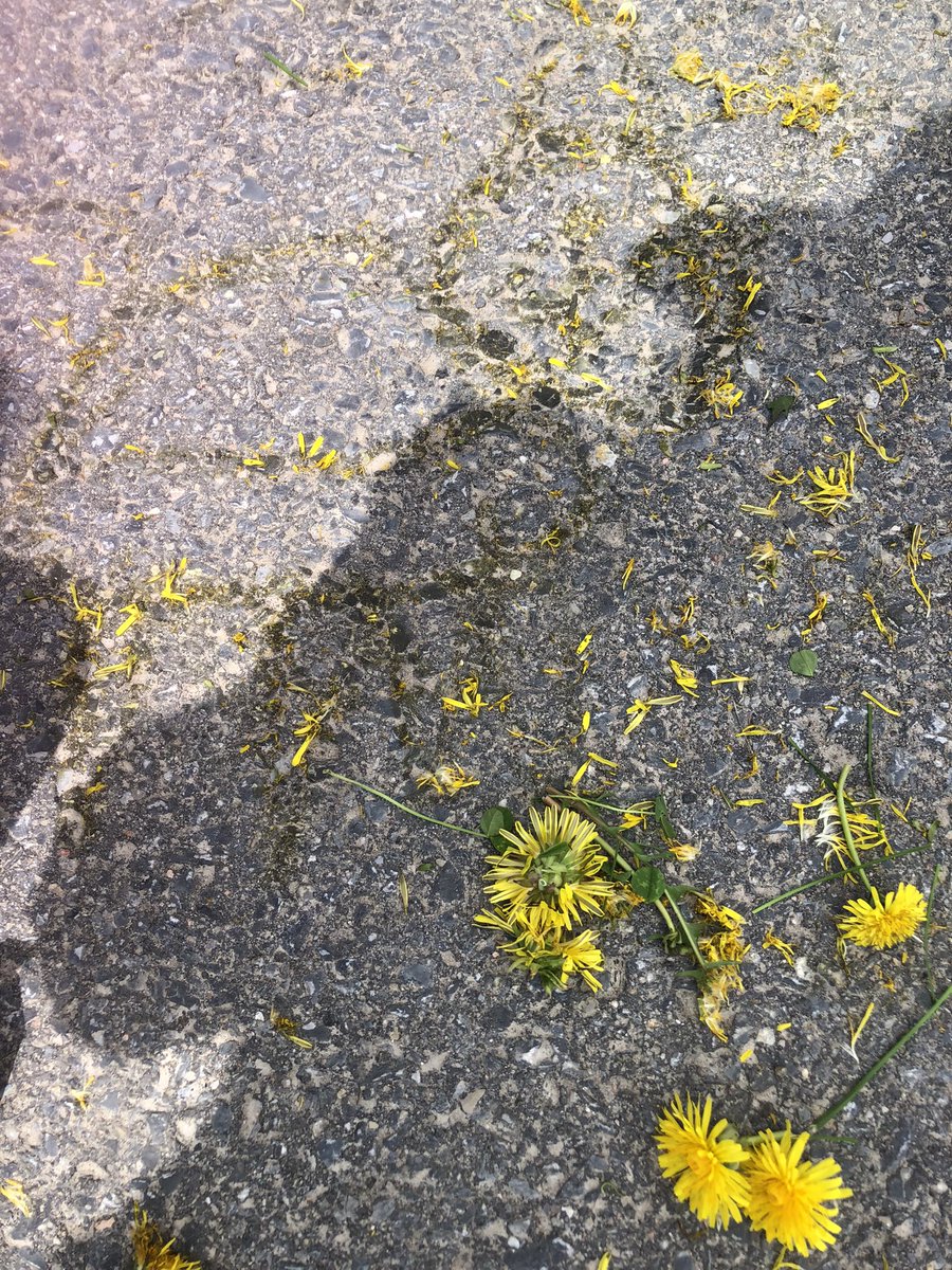 Les enfants ont créé des chats avec les pissenlits <a href="/Welborne_LDSB/">@Welborne_LDSB</a>