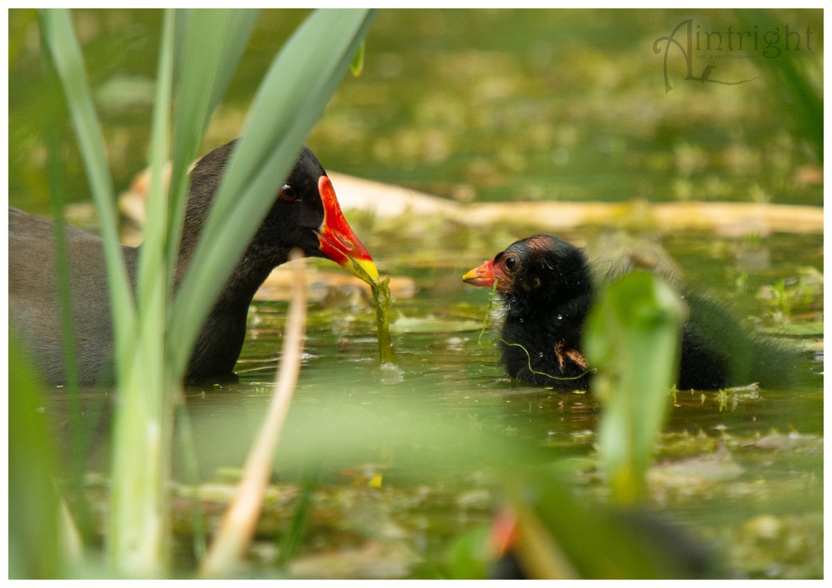 Mavis and Minnie the Moorhens doing lunch today. #TwitterNatureCommunity #birdphotography #birds #NaturePhotography #BirdsOfTwitter @Natures_Voice