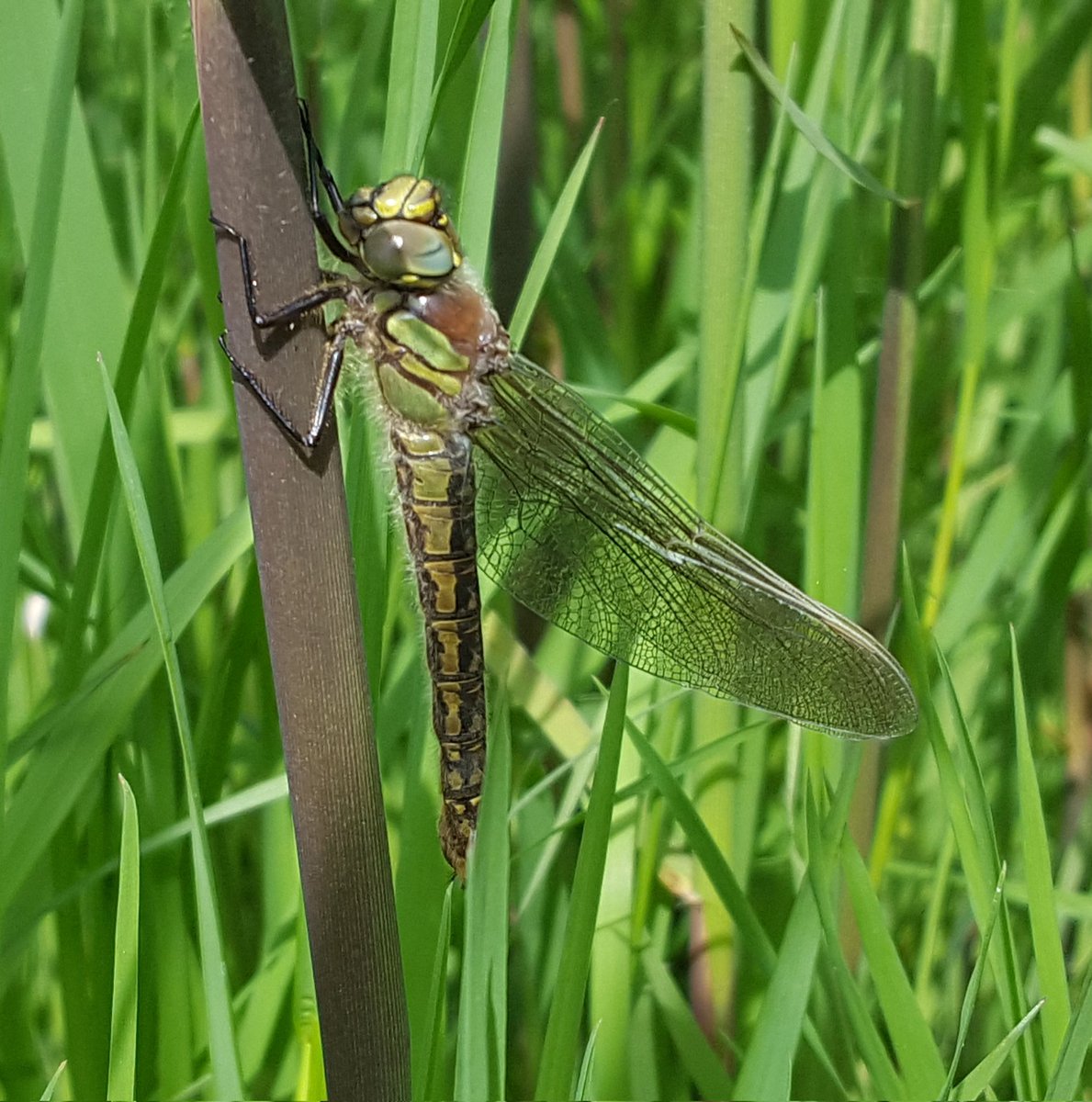 I think I was privileged to witness the maiden flight of a teneral female Hairy Dragonfly today. @RSPBFrampton @Kasabyanwild @SteveRoutledge8