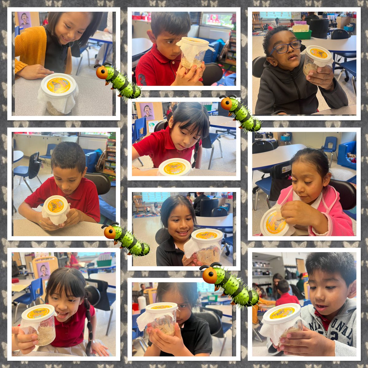 Taking a closer look at our caterpillars! We are so excited to watch them grow!  🐛 #fascinated #excited #caterpillars #weloveourcaterpillars #RBBisBIA <a href="/rbpsEAGLES/">Red Bank Primary</a>