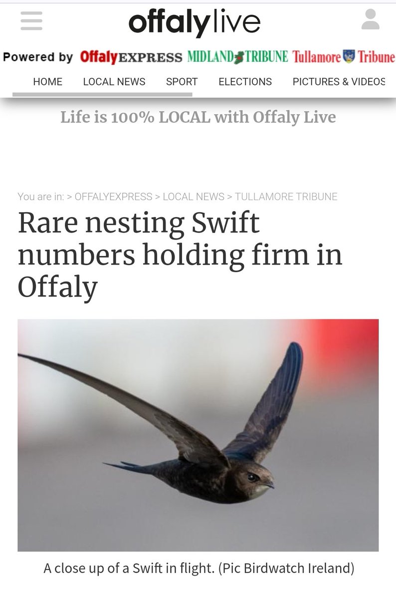 #Offaly Swift Survey results from 2017 + 2023 show little change in #Swift nest numbers in the county. We'd all braced ourselves for a drop, but it's very reassuring to see local efforts pay dividends! @offalycoco @BirdWatchIE @NPWSIreland @HeritageHubIRE offalyexpress.ie/news/tullamore…