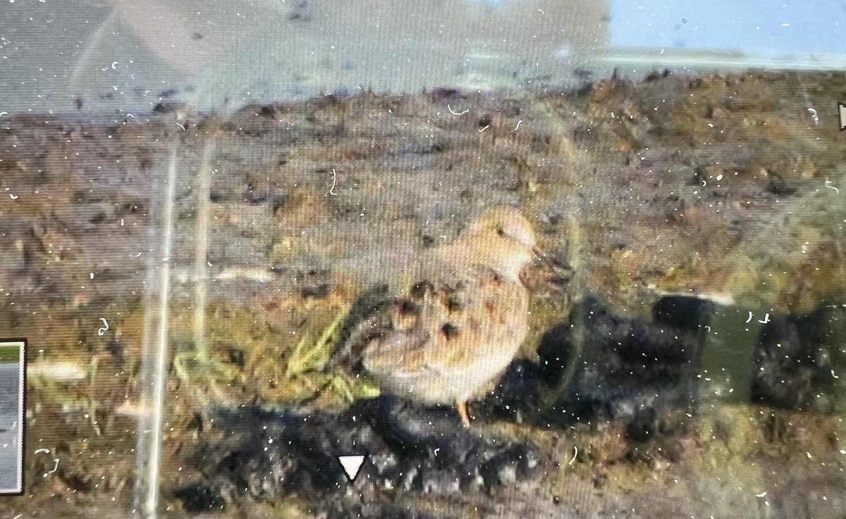 2 Wood Sandpipers and a Temminck’s Stint on the bale field at Old Hall Marshes.