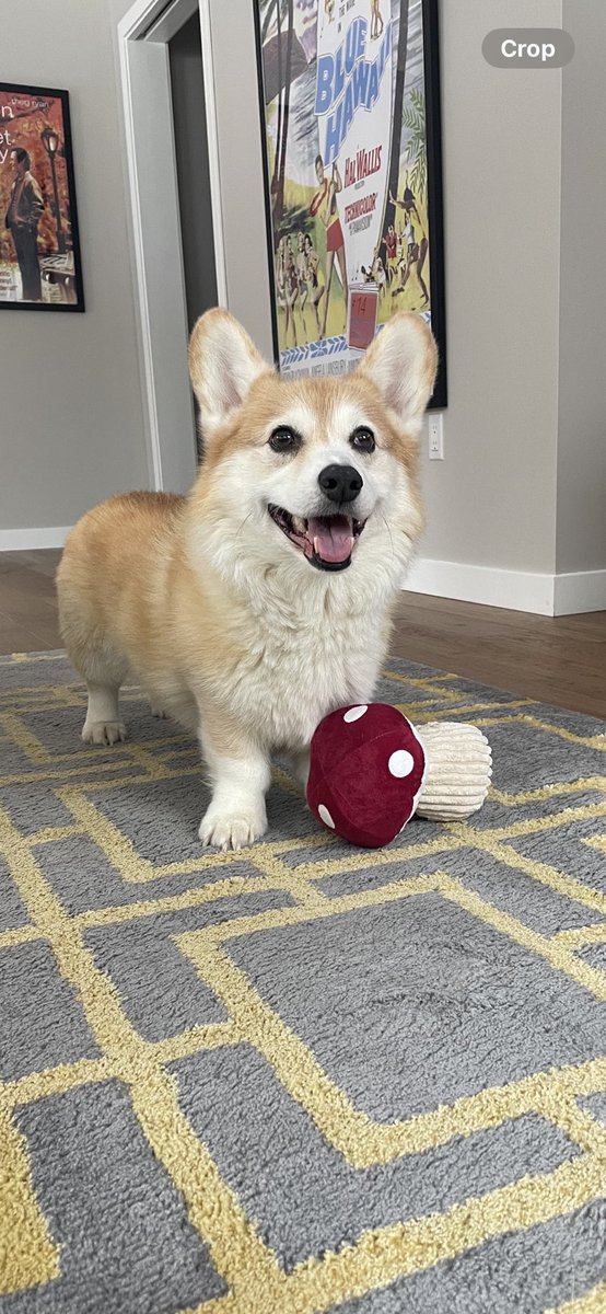 corgiloverc's tweet image. 