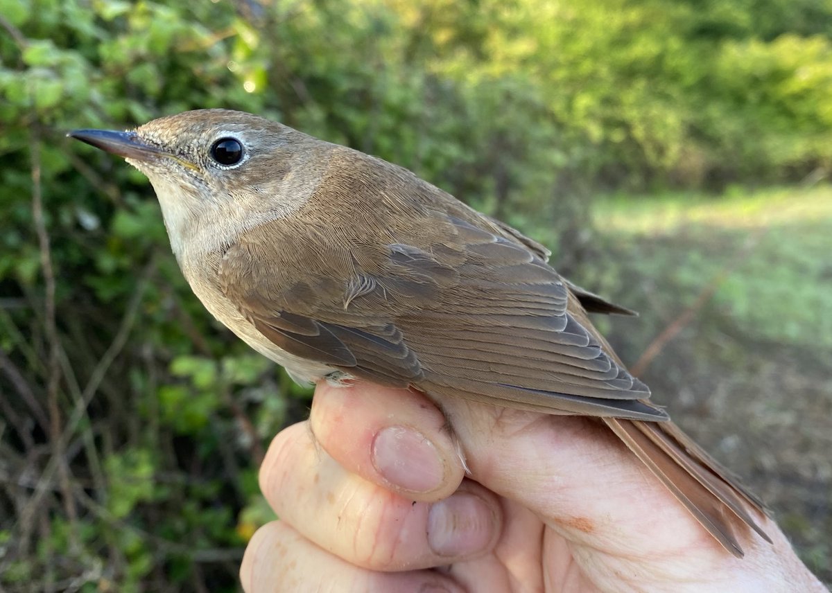 Happily the story continues. Back for another breeding season, our Suffolk-ringed Nightingale was caught on territory at Abberton Reservoir again today, with a brood-patched female. 🤎