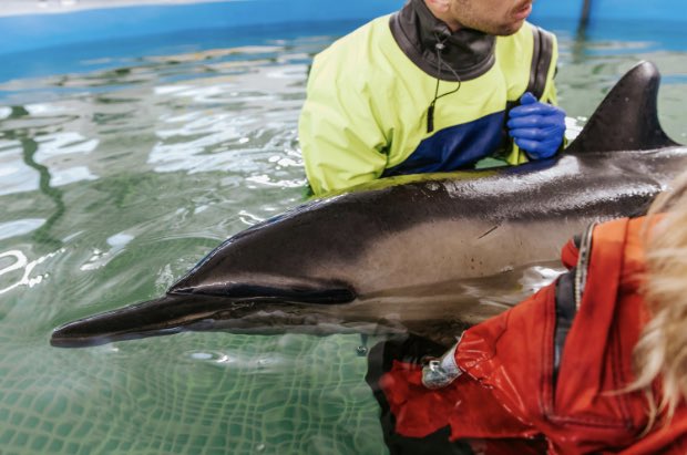 WATCH: The mission to save #Dolphins at the first if it’s kind @IFAW @ifawglobal Dolphin Hospital on Cape Cod. #DanjaehnigReports @NBC10 

youtu.be/pTU1rtgntuQ?si…