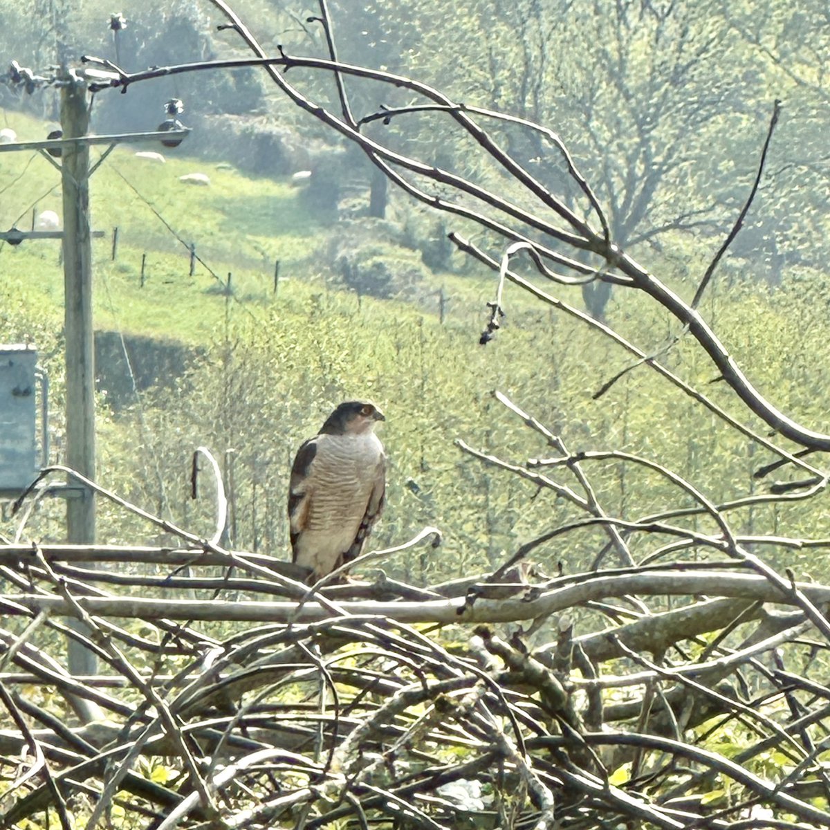 Nice little surprise looking out of the studio window yesterday morning.