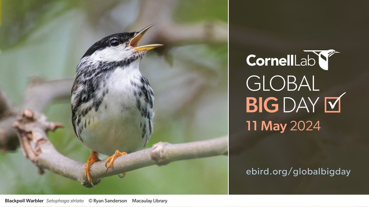 Be a part of birding’s biggest team! Global Big Day is an annual celebration of the birds around you. No matter where you are, join us virtually on 11 May, help celebrate World Migratory Bird Day, and share the birds you find with eBird. ebird.org/region/CA/post…