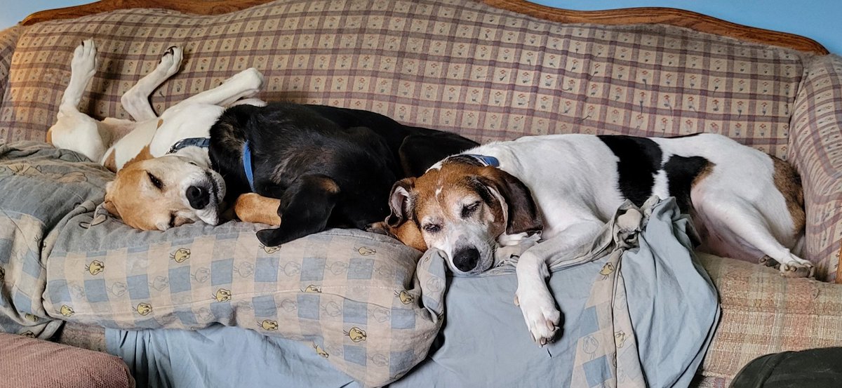 Coonhounds are high-energy dogs, they said. Don't get one unless you can devote the time and energy, they said. They sure do say a lot of silly things, don't they, boys? Boys?