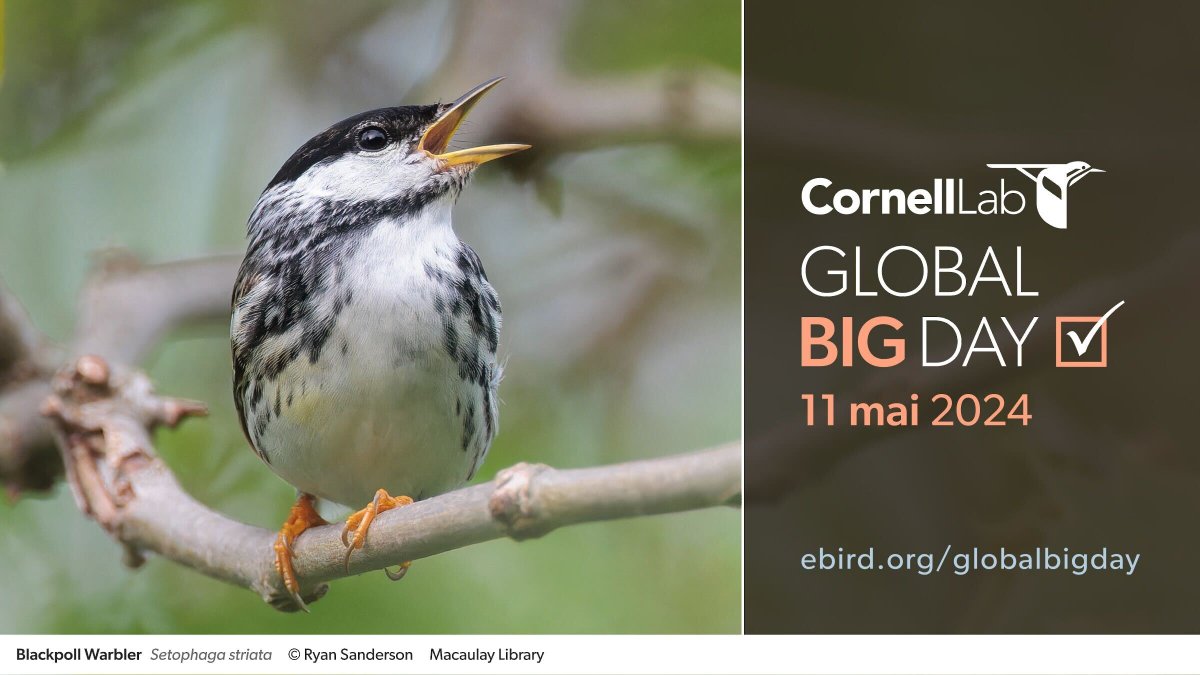 Faites partie de la plus grande équipe d'observation des oiseaux! Le Big Day mondial est une célébration annuelle des oiseaux qui nous entourent! Le 11 mai, participez à la célébration et enregistrer les oiseaux que vous trouvez avec eBird. ebird.org/region/CA/post…
