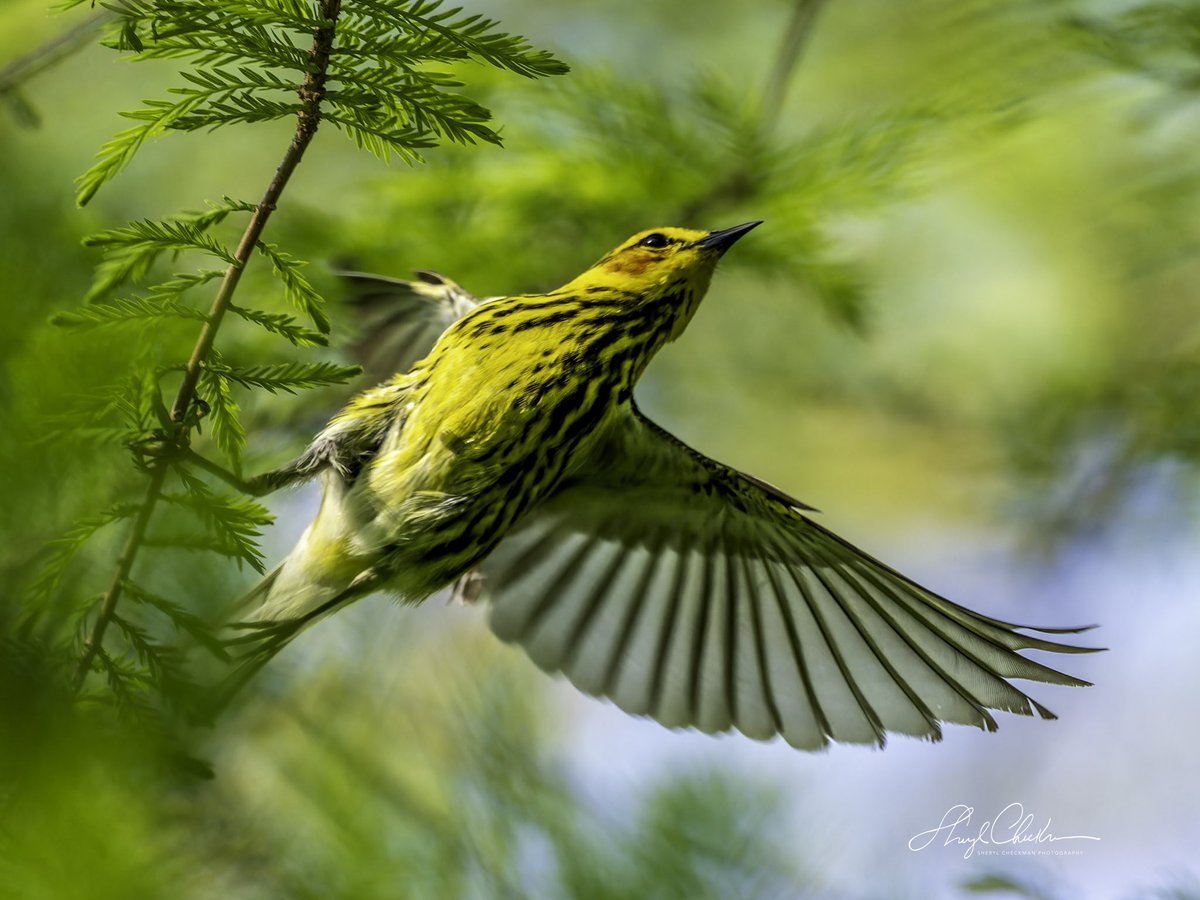 This beautiful Cape May Warbler made my day yesterday. He was snacking away in the sunlight in the Bald Cypress tree at the south side of the Pool.
#capemaywarbler
#springmigration #birdcpp #BirdsSeenIn2024