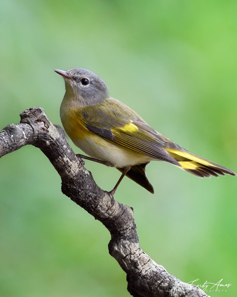 American Redstart Warbler
.
ko-fi.com/corbyamos
.
linktr.ee/corbyamos
.
#birdphotography #birdwatching #BirdTwitter #twitterbirds #birdpics #BirdsofTwitter