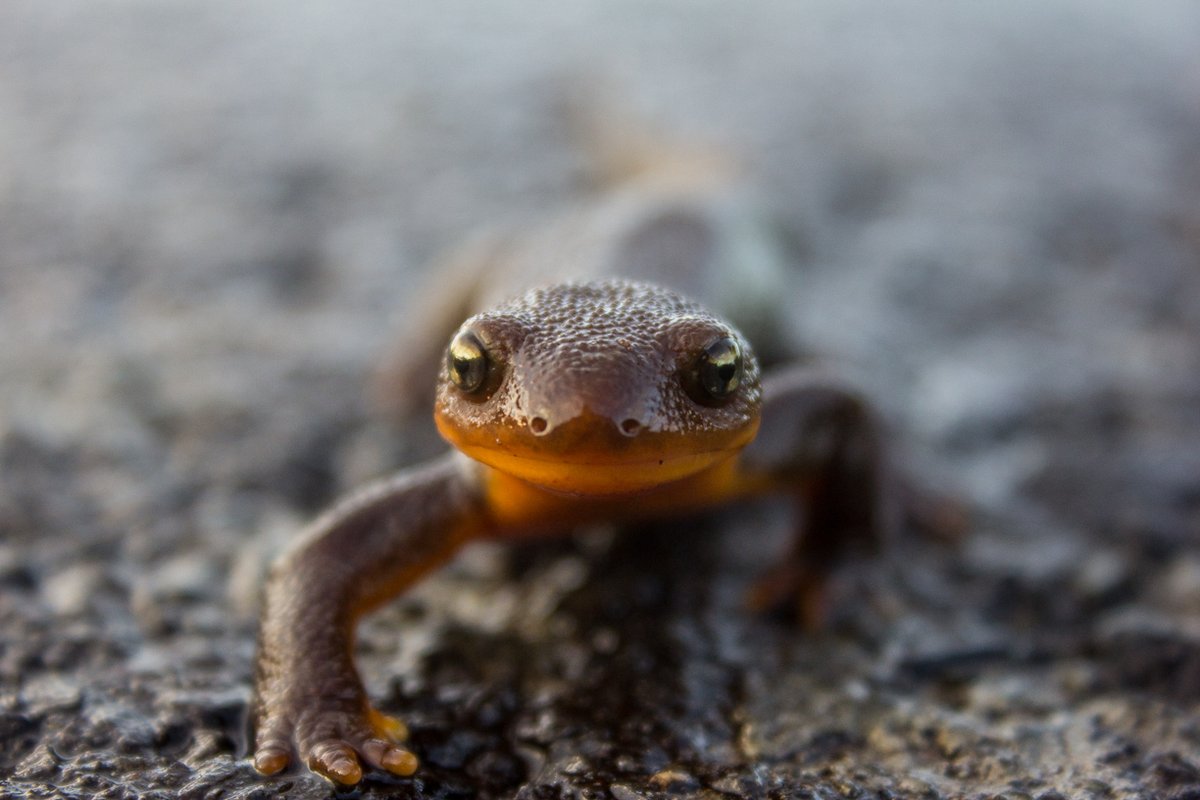 Happy Amphibian Week! Aren't amphibians the coolest? Normally we like to remain toadally newtral, but they are ribbeting. 🐸 Join us in celebrating the roles that salamanders, frogs, newts, toads, and caecilians play in our ecosystem ➡️ ow.ly/XcR150RzOAS. #AmphibianWeek