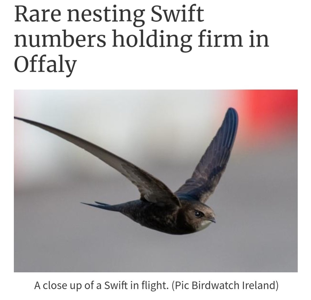 This is a win, and wins are to be celebrated in this business! offalyexpress.ie/news/tullamore… @offalycoco @BirdWatchIE @HeritageHubIRE @NPWSNatureCons