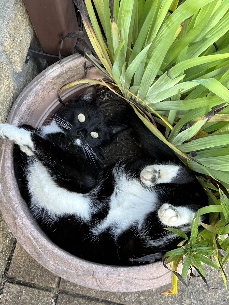 The cat I planted last year has come up upside down…