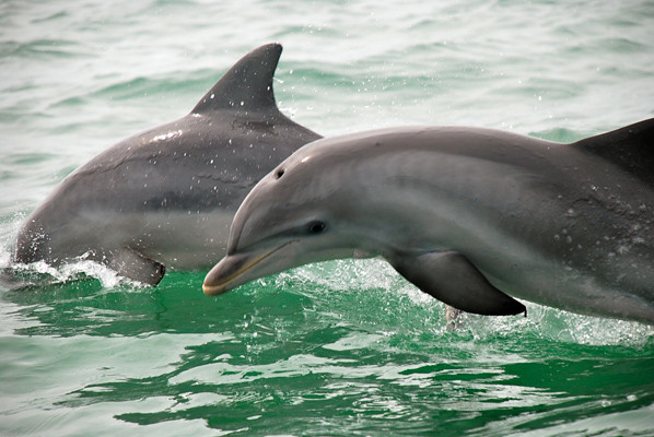 Whether you're in Myrtle Beach, or all the way down on Hilton Head Island, you and your kids are in the right spot to see dolphins. 🐬 brnw.ch/21wJD2D #DiscoverSC