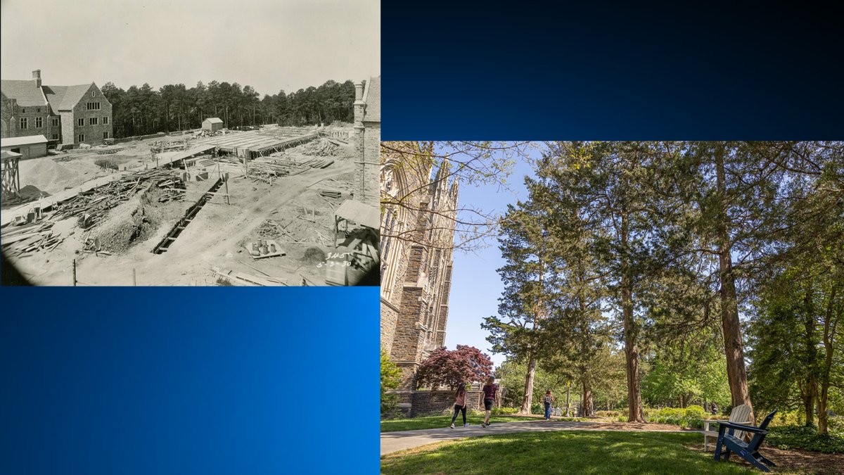 Duke’s Oldest Trees: Already prominent in 1920s photographs, the trees that bring shade to East Campus lawns have created an idyllic setting for more than a century. ow.ly/HcOe50RqRmC @DukeU #Duke100